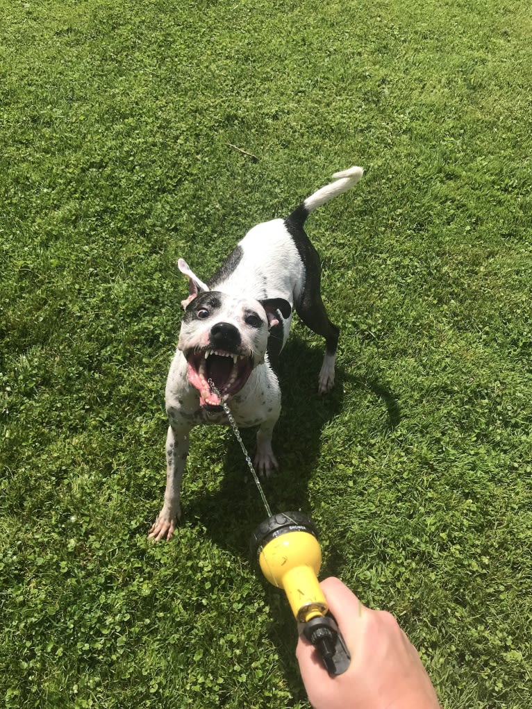 Lucie, an American Pit Bull Terrier and Boxer mix tested with EmbarkVet.com