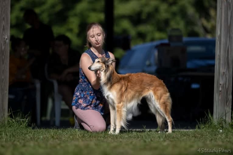 Flynn, a Silken Windhound tested with EmbarkVet.com