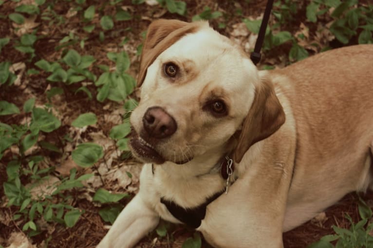 Buddy, a Staffordshire Terrier and Golden Retriever mix tested with EmbarkVet.com
