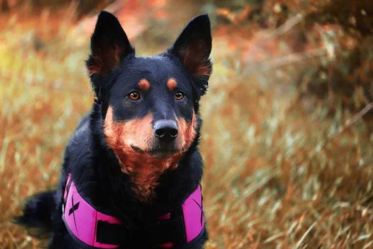 Astharoshe, an Australian Cattle Dog and Chow Chow mix tested with EmbarkVet.com