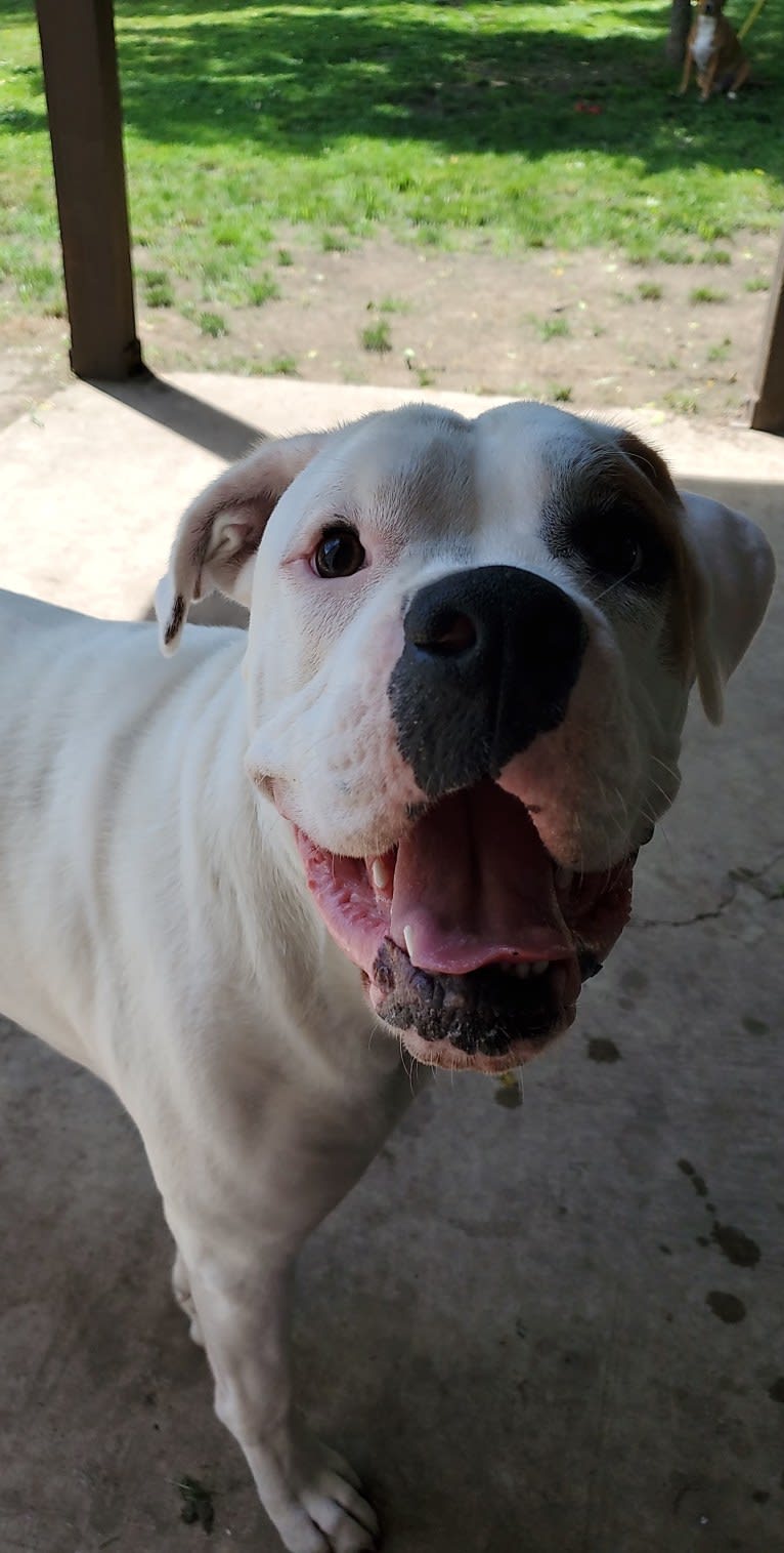 Thorsen, a Boxer and Saint Bernard mix tested with EmbarkVet.com