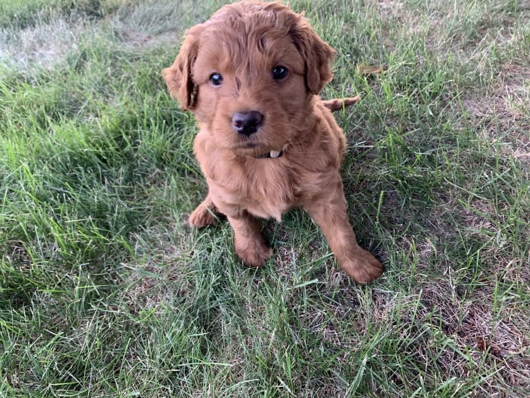 Gray Collar, a Goldendoodle tested with EmbarkVet.com