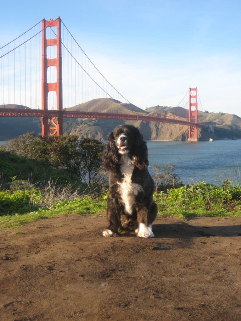 JD, a Cocker Spaniel and Lhasa Apso mix tested with EmbarkVet.com