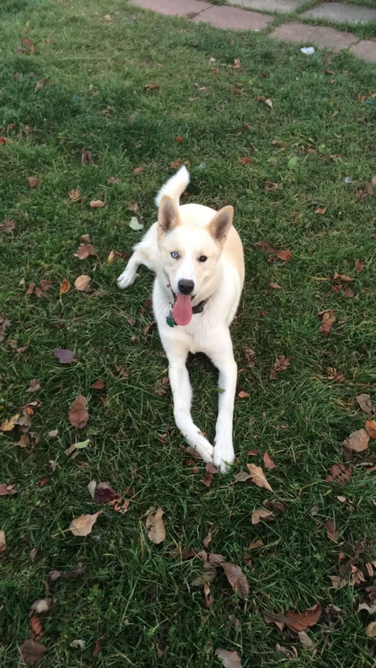 Zeus, a Siberian Husky and Alaskan Malamute mix tested with EmbarkVet.com