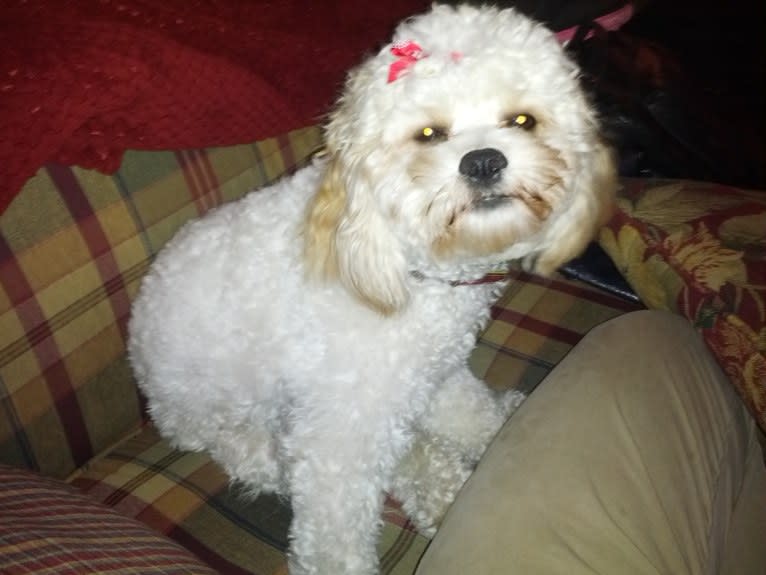 Molly, a Cavachon tested with EmbarkVet.com