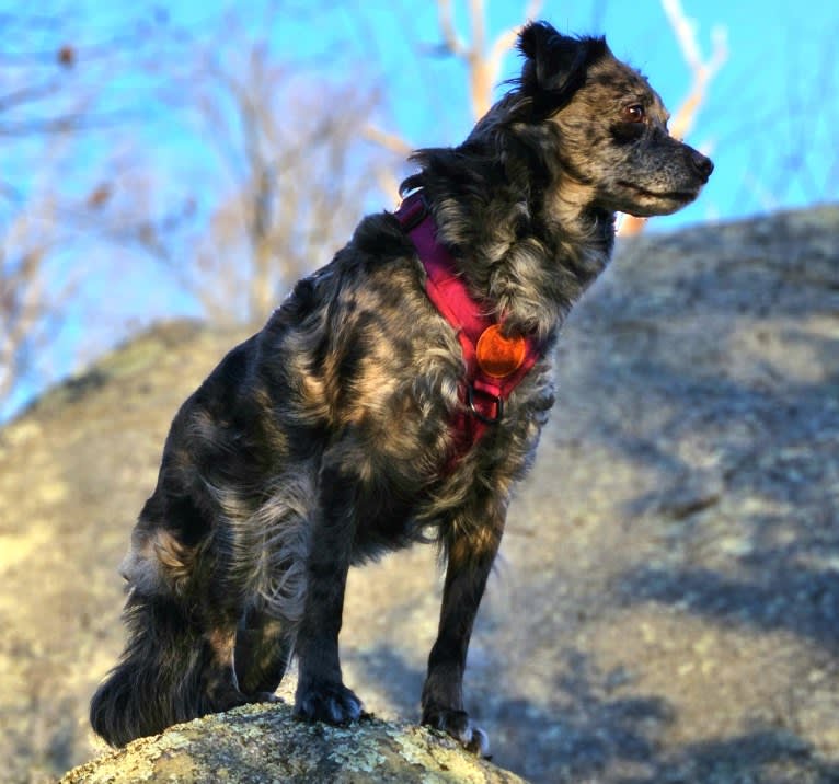 Mallatobuck, a Chihuahua and Shih Tzu mix tested with EmbarkVet.com