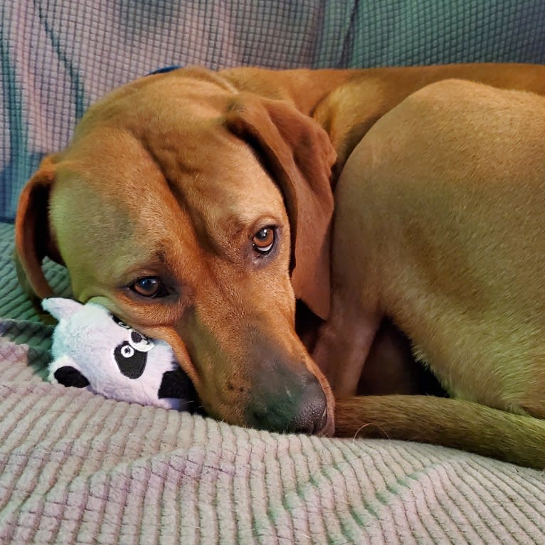 Gus, a Redbone Coonhound and American Pit Bull Terrier mix tested with EmbarkVet.com