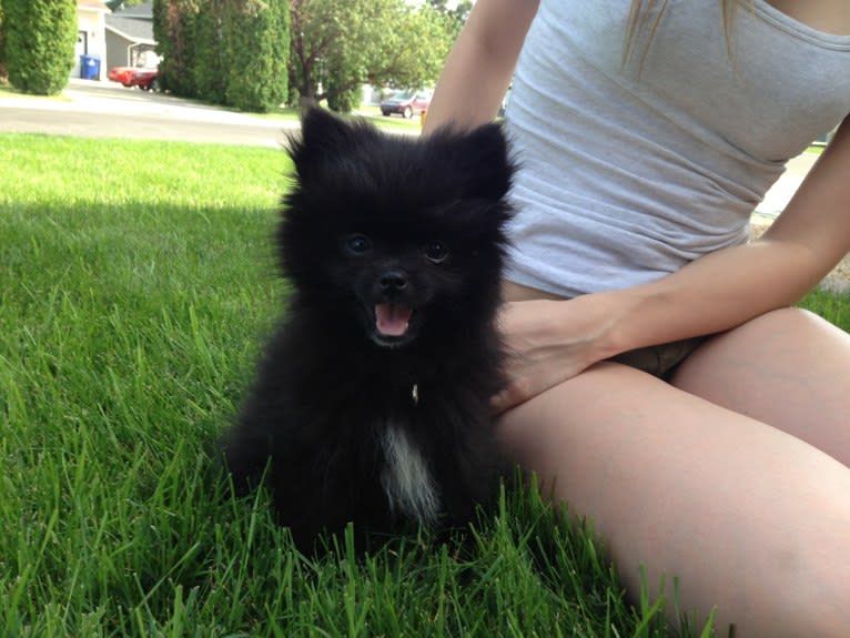 Marlin, a Pomeranian tested with EmbarkVet.com