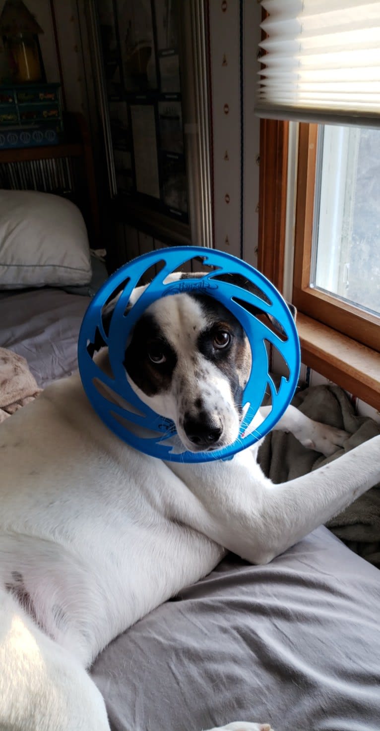 Dublin, an American Foxhound and Labrador Retriever mix tested with EmbarkVet.com