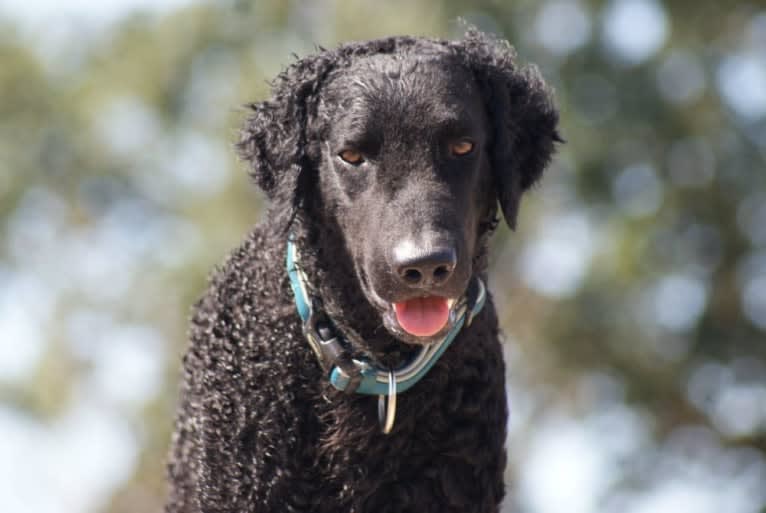 Praetorium Latobicorum's Haru, a Curly-Coated Retriever tested with EmbarkVet.com