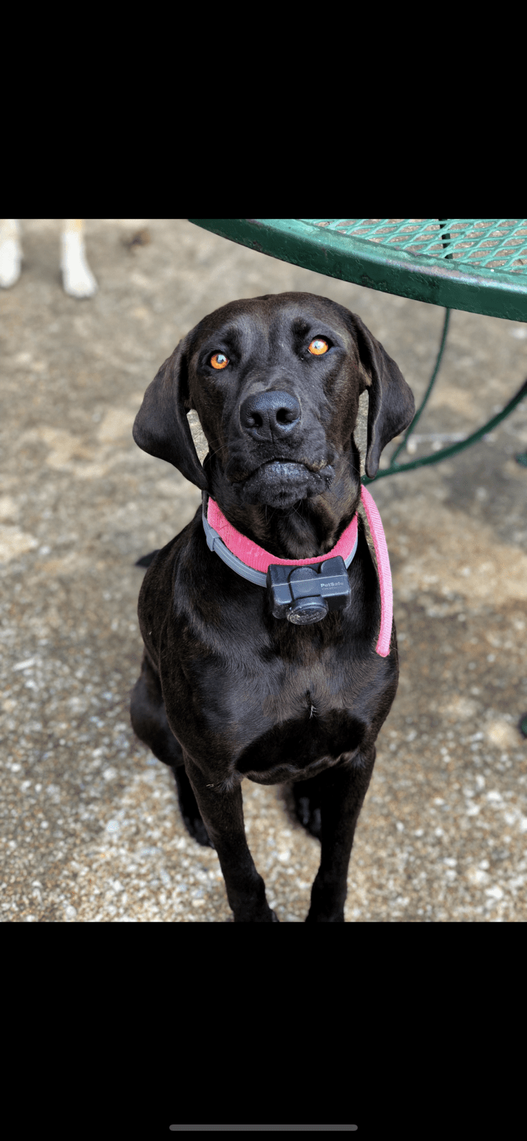 Hazel, a Labrador Retriever and Redbone Coonhound mix tested with EmbarkVet.com