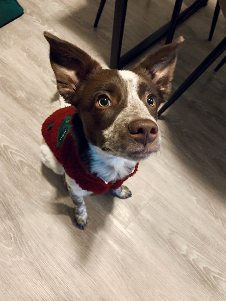 Darla, an Australian Cattle Dog and Border Collie mix tested with EmbarkVet.com