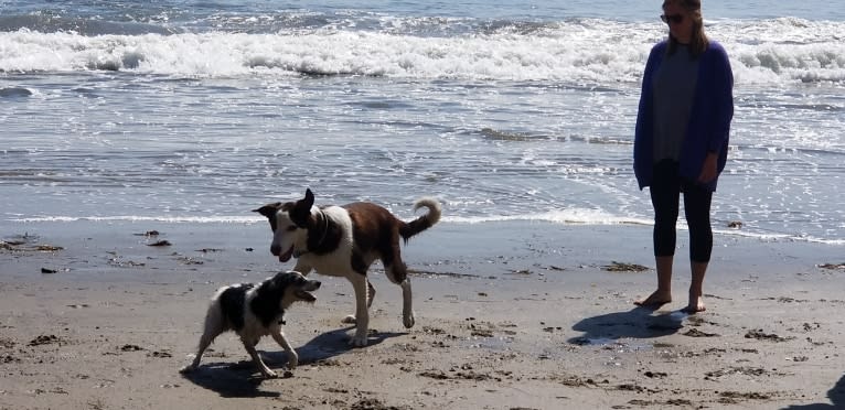 Cosmo, a Great Pyrenees and Border Collie mix tested with EmbarkVet.com