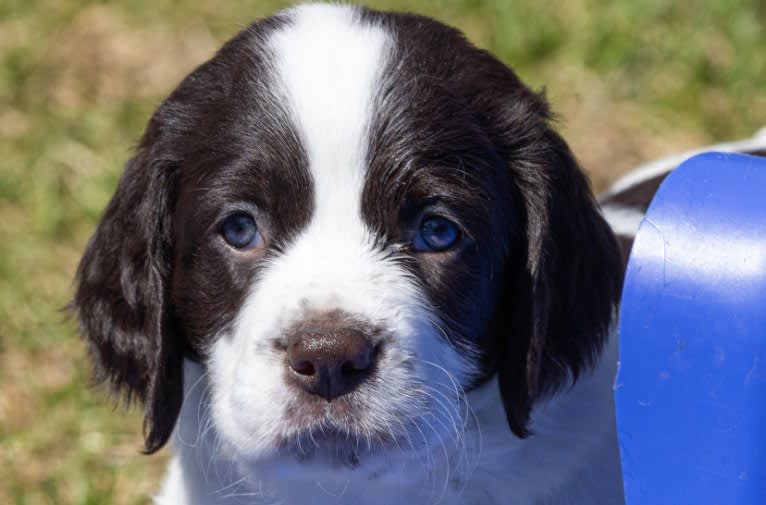 Fury ProHunter Des Appalaches, a French Spaniel tested with EmbarkVet.com