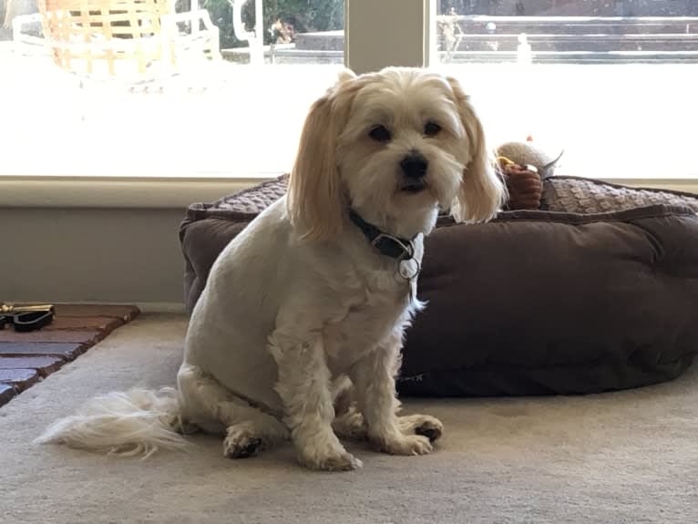 Benny, a Pomeranian and Bichon Frise mix tested with EmbarkVet.com