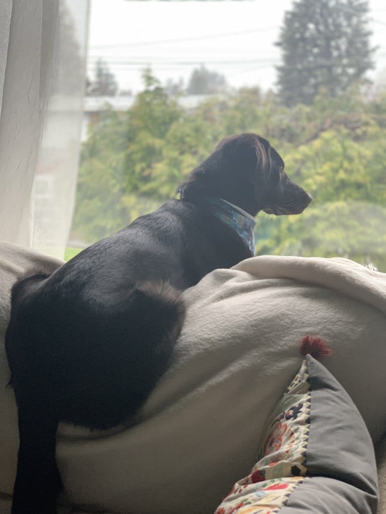 Guinness, a Labrador Retriever and Australian Cattle Dog mix tested with EmbarkVet.com