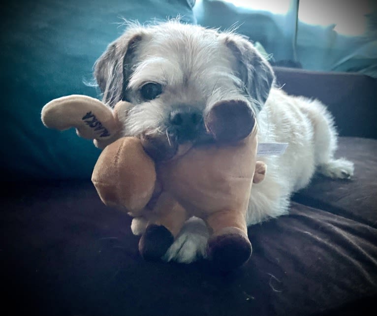 Winston, a Pugapoo tested with EmbarkVet.com