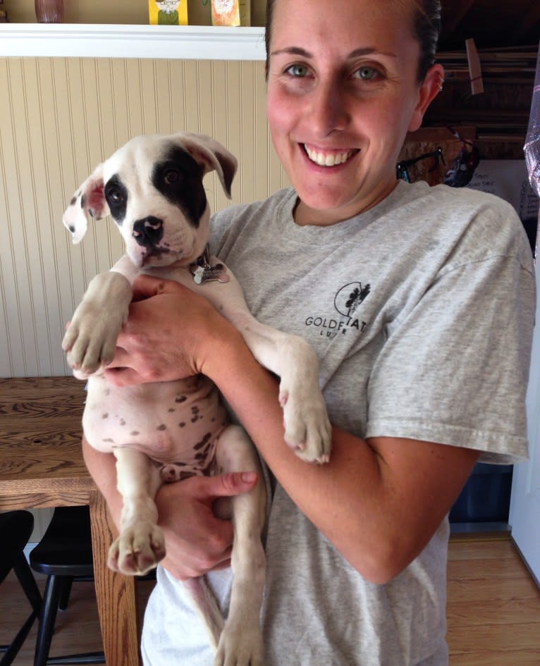 Aubin, an American Bulldog and Brittany mix tested with EmbarkVet.com