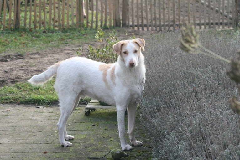 Casper, an Eastern European Village Dog tested with EmbarkVet.com