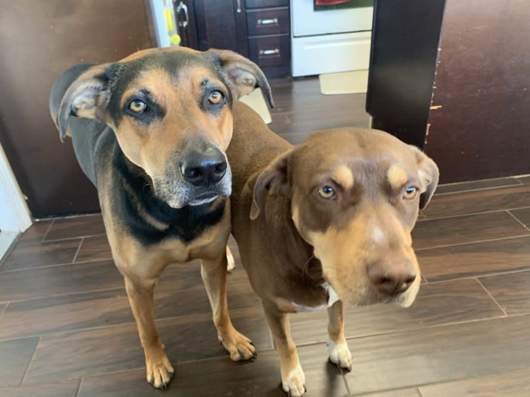 Jake Finn, a Catahoula Leopard Dog and German Shepherd Dog mix tested with EmbarkVet.com