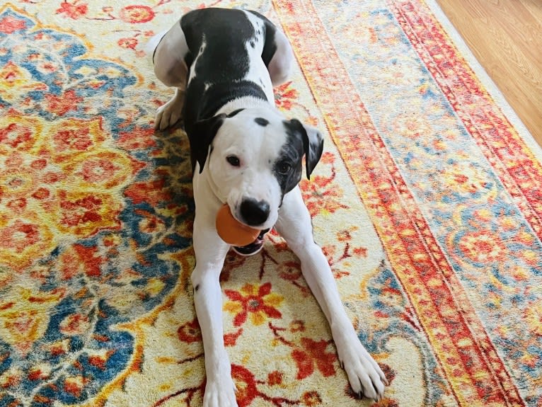 Gabrielli (GABE for short), an American Pit Bull Terrier and Labrador Retriever mix tested with EmbarkVet.com