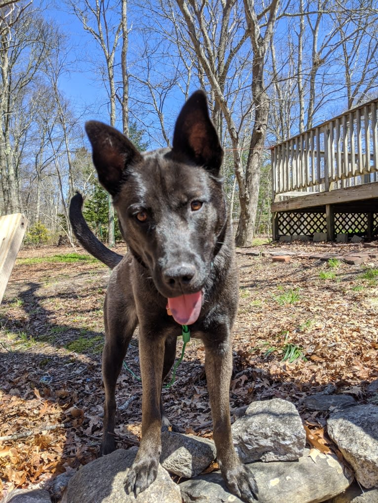 Jax, a Siberian Husky and Chow Chow mix tested with EmbarkVet.com