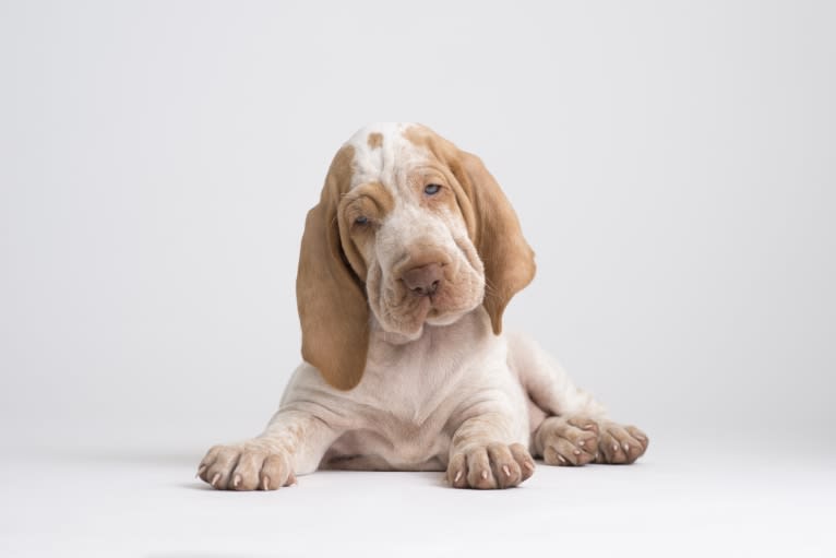 Eva, a Bracco Italiano tested with EmbarkVet.com