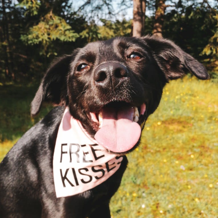 Cinder, a Newfoundland and Labrador Retriever mix tested with EmbarkVet.com