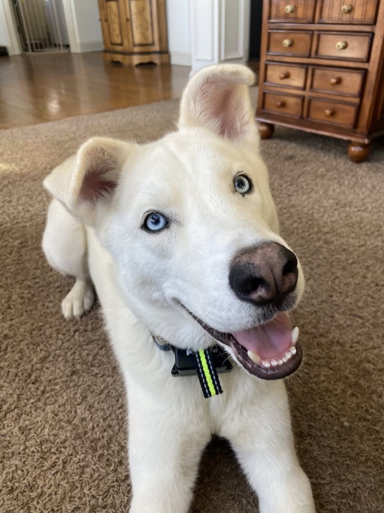 Dash, a Gerberian Shepsky (12.7% unresolved) tested with EmbarkVet.com