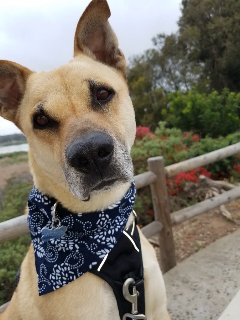 Victor, a Chow Chow and American Pit Bull Terrier mix tested with EmbarkVet.com