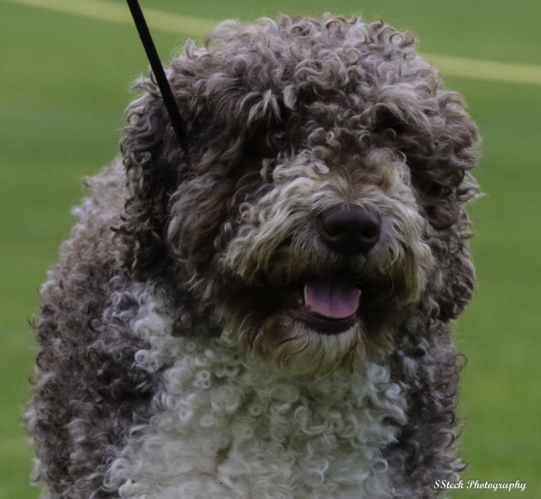 Pico, a Spanish Water Dog tested with EmbarkVet.com