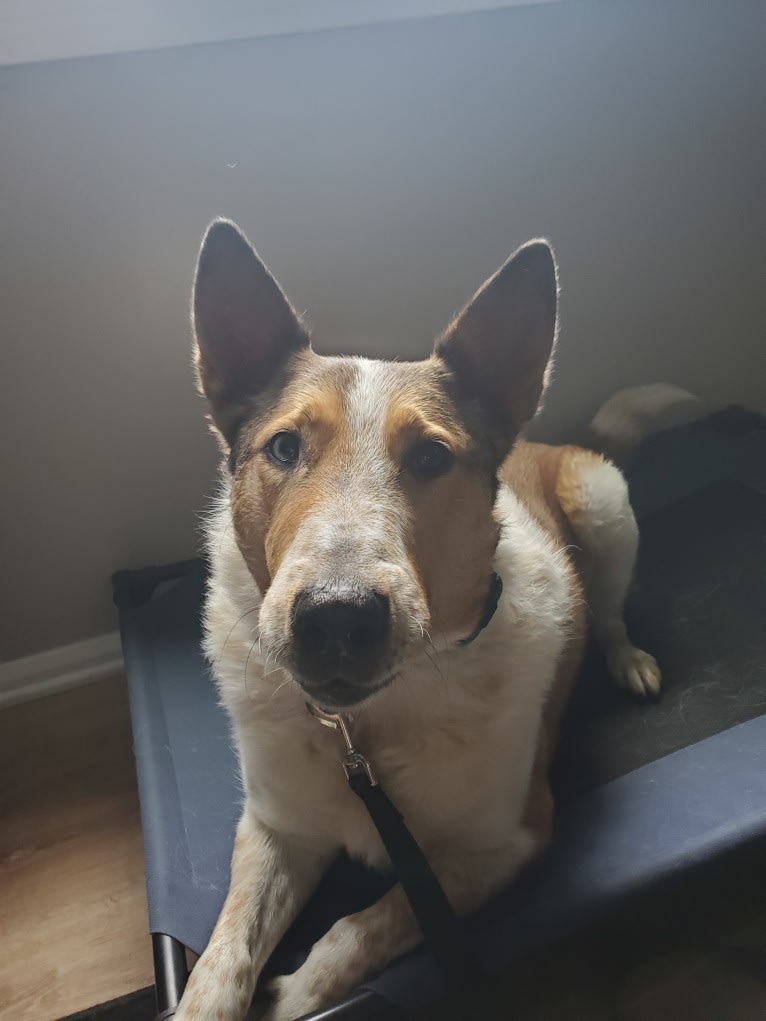 Zeke, an Australian Cattle Dog and Collie mix tested with EmbarkVet.com