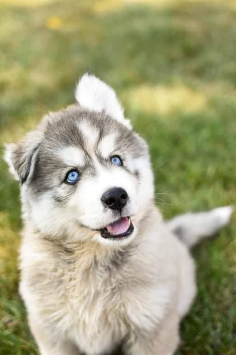 Boomer, a Siberian Husky tested with EmbarkVet.com