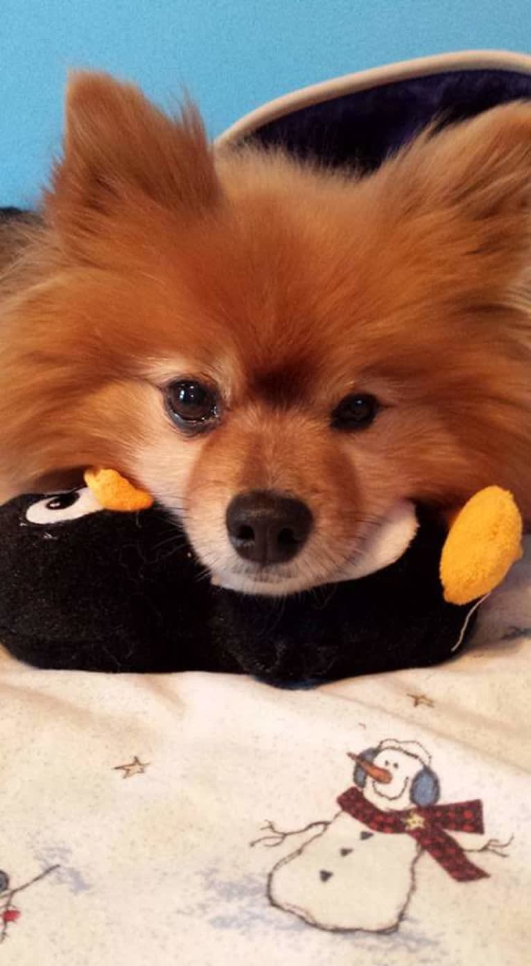 Zeke, a Pomeranian tested with EmbarkVet.com