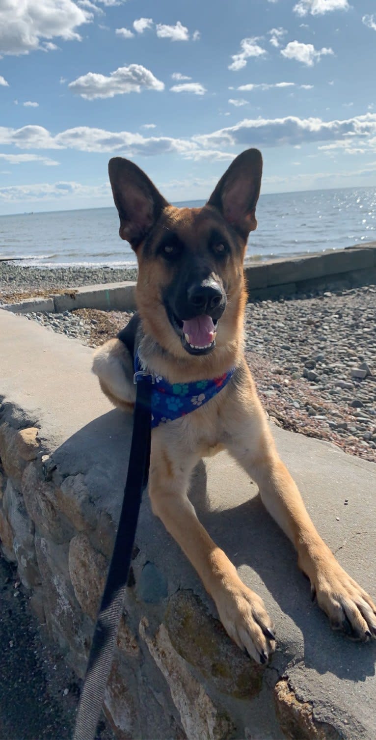 Jonas, a German Shepherd Dog tested with EmbarkVet.com