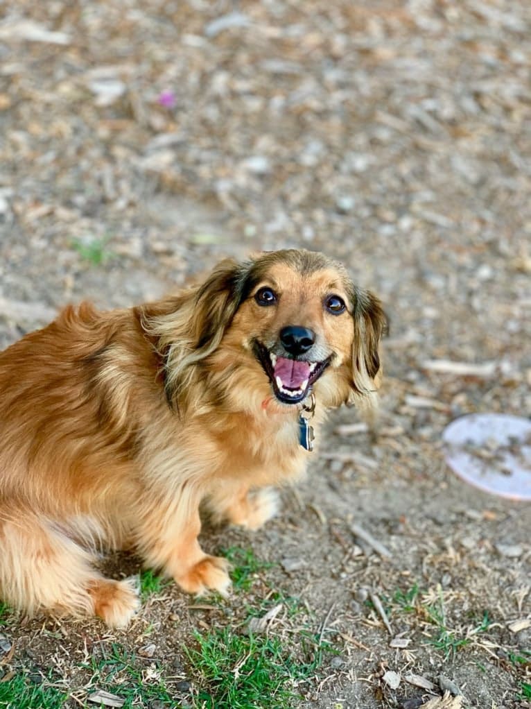 Luna, a Poodle (Small) and Chihuahua mix tested with EmbarkVet.com