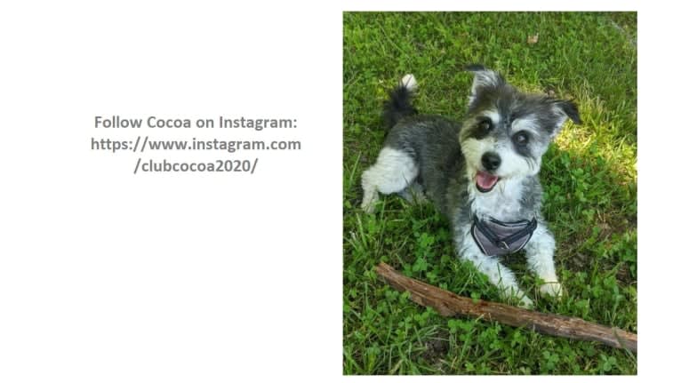 Cocoa, a Havanese and Toy Fox Terrier mix tested with EmbarkVet.com