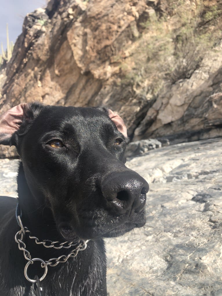 Casanova, a German Shorthaired Pointer and Rottweiler mix tested with EmbarkVet.com