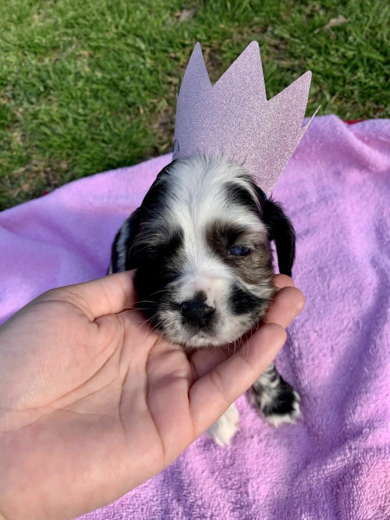 Vaquita, a Cocker Spaniel tested with EmbarkVet.com