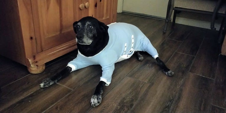 Twister, "Charlie", a German Shorthaired Pointer and Australian Cattle Dog mix tested with EmbarkVet.com