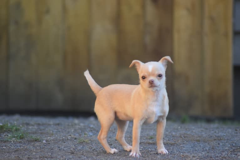 Heidi, a Chihuahua tested with EmbarkVet.com