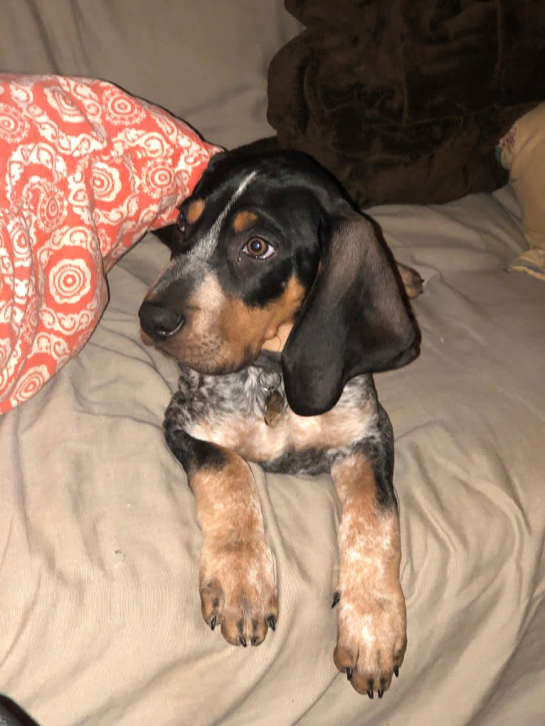 Archie, a Bluetick Coonhound tested with EmbarkVet.com