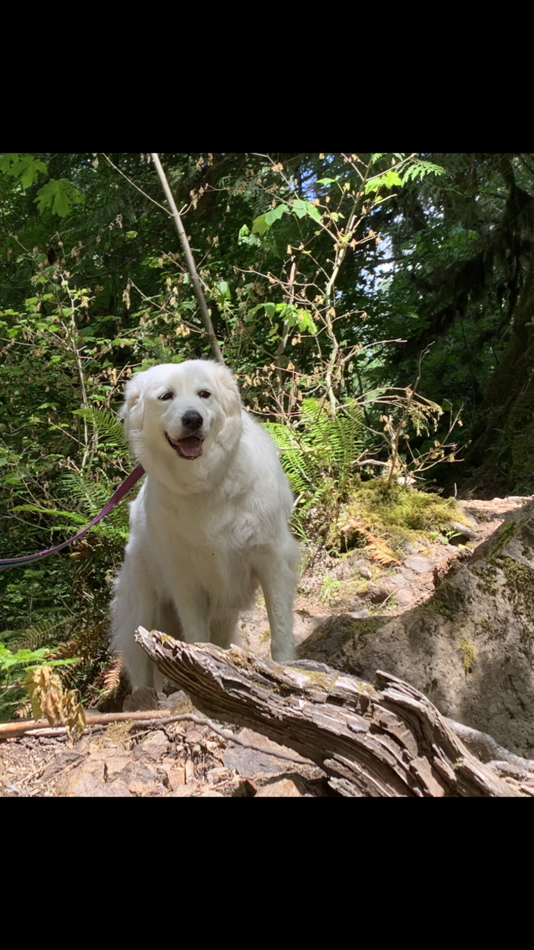 Maci, a Great Pyrenees tested with EmbarkVet.com