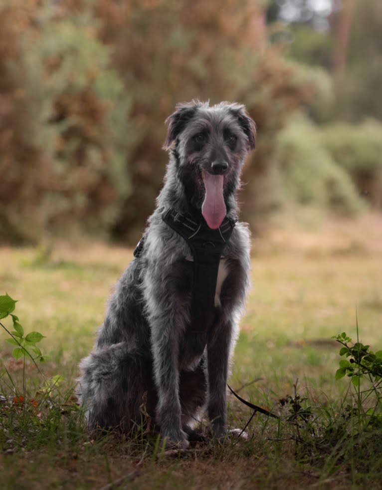 Lupin, a Greyhound and Border Collie mix tested with EmbarkVet.com