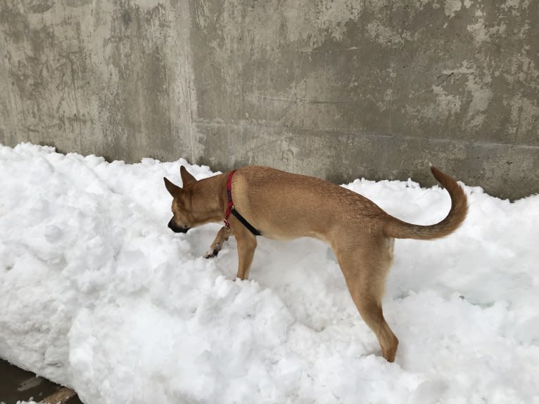 Kermit, an American Pit Bull Terrier and German Shepherd Dog mix tested with EmbarkVet.com