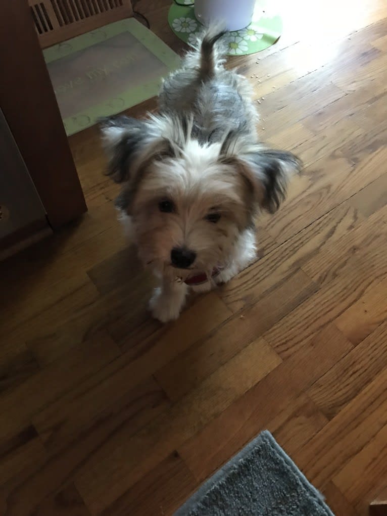 Louis Jay, a Pomeranian and Yorkshire Terrier mix tested with EmbarkVet.com