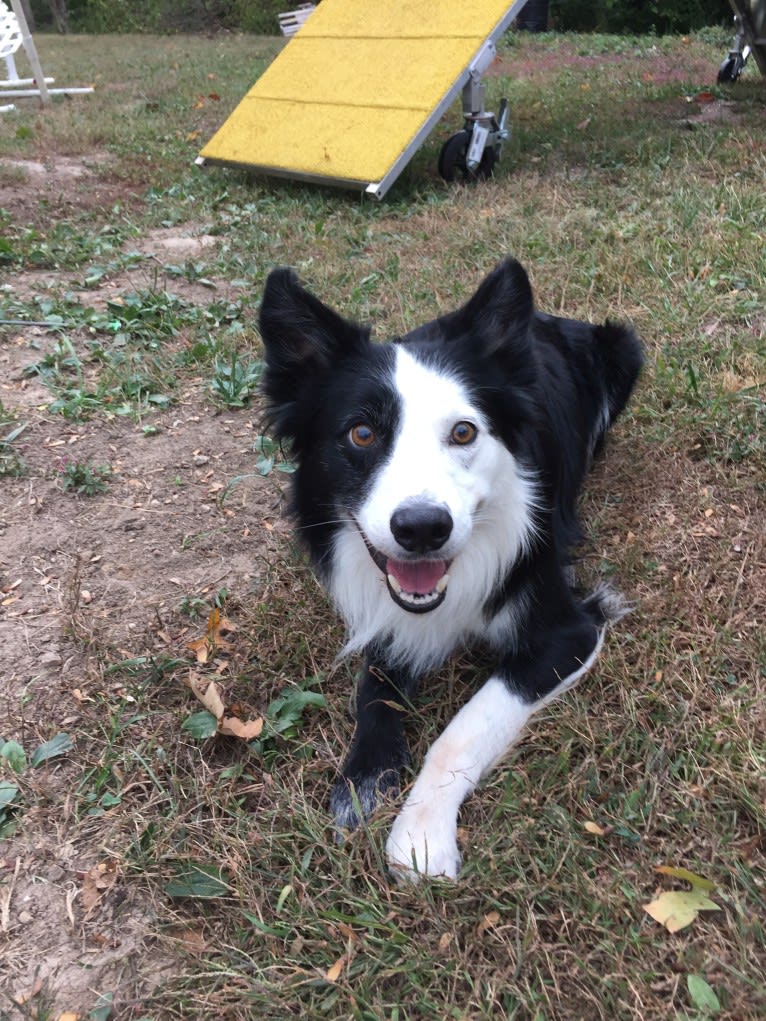 Ripper, a Border Collie tested with EmbarkVet.com