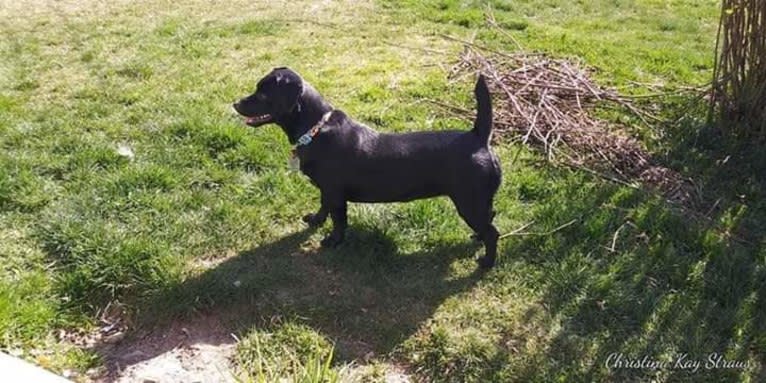 Kona, a Dachshund and Shih Tzu mix tested with EmbarkVet.com