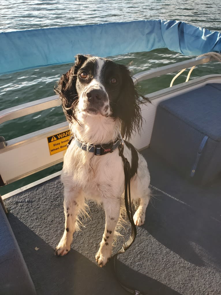 Marlo, an English Springer Spaniel tested with EmbarkVet.com