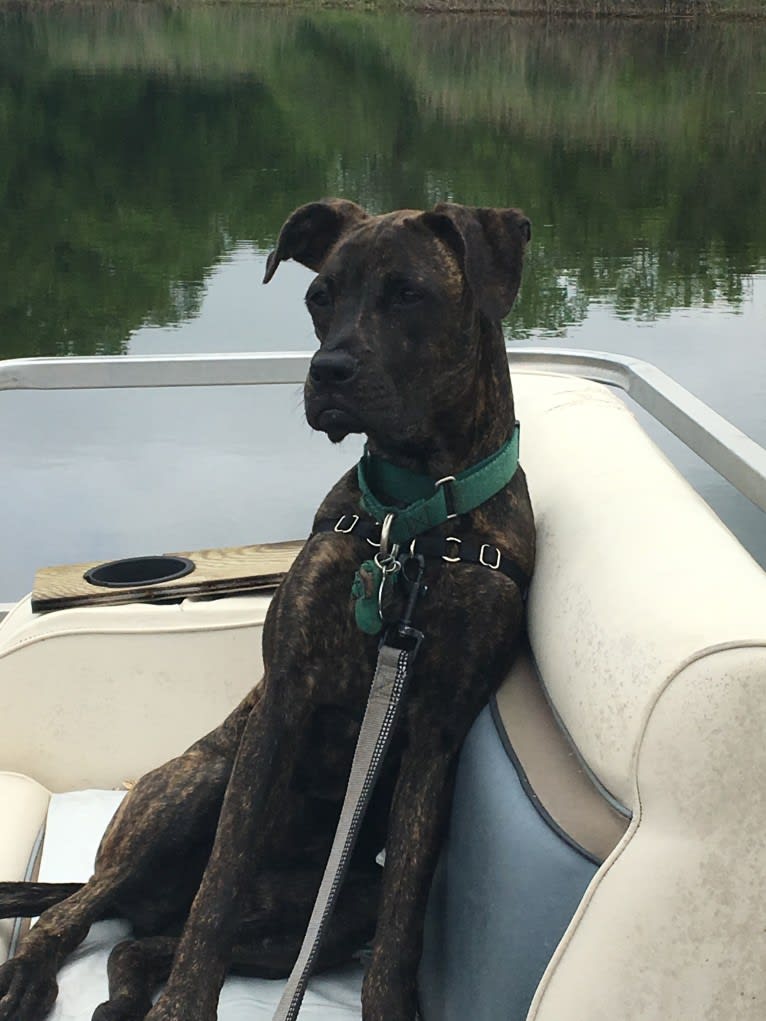 Parker, a Boxer and Chow Chow mix tested with EmbarkVet.com